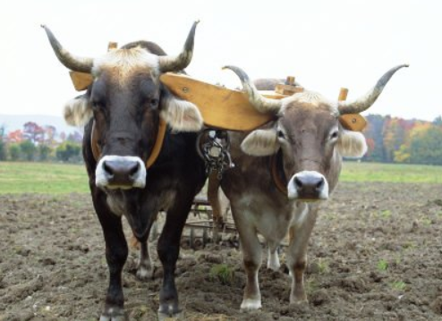 “Unequal Yoke, Unholy Companion”